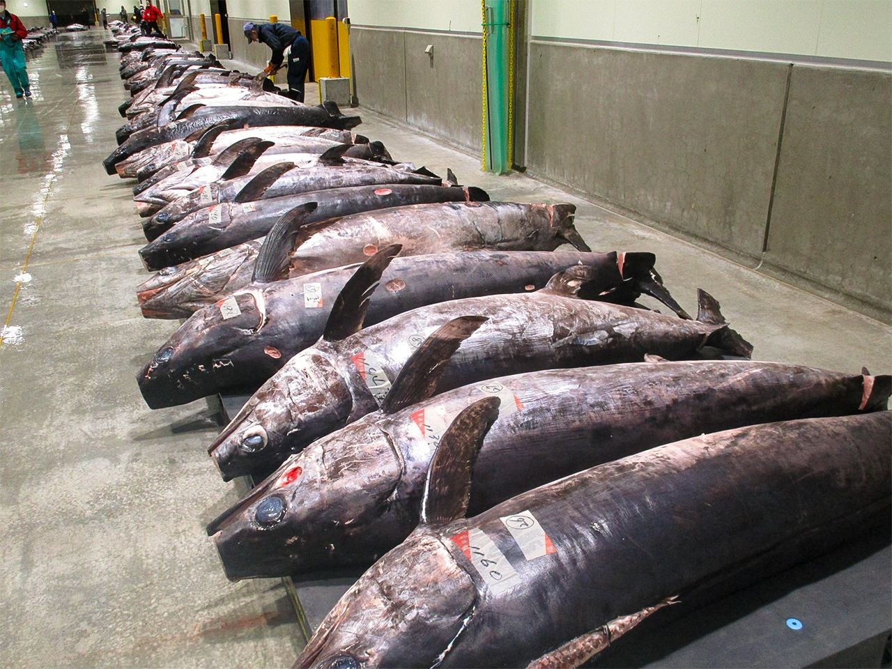 Swordfish at the Kesennuma fish market. Kesennuma boasts more commercial landings of swordfish—some weighing more than 300 kilos—than any other port in Japan.