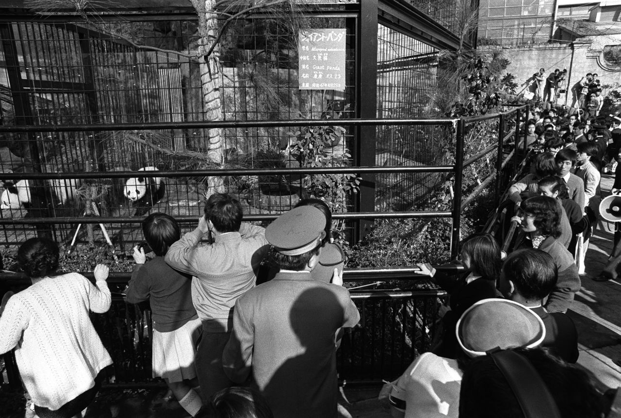 A pair of giant pandas sent to Japan to commemorate the normalization of Sino-Japan relations. It hatched “panda mania” in Japan, forcing Ueno Zoo to limit entry to control the crowds. Taken at Tokyo’s Ueno Zoo on November 5, 1972. (© Jiji)