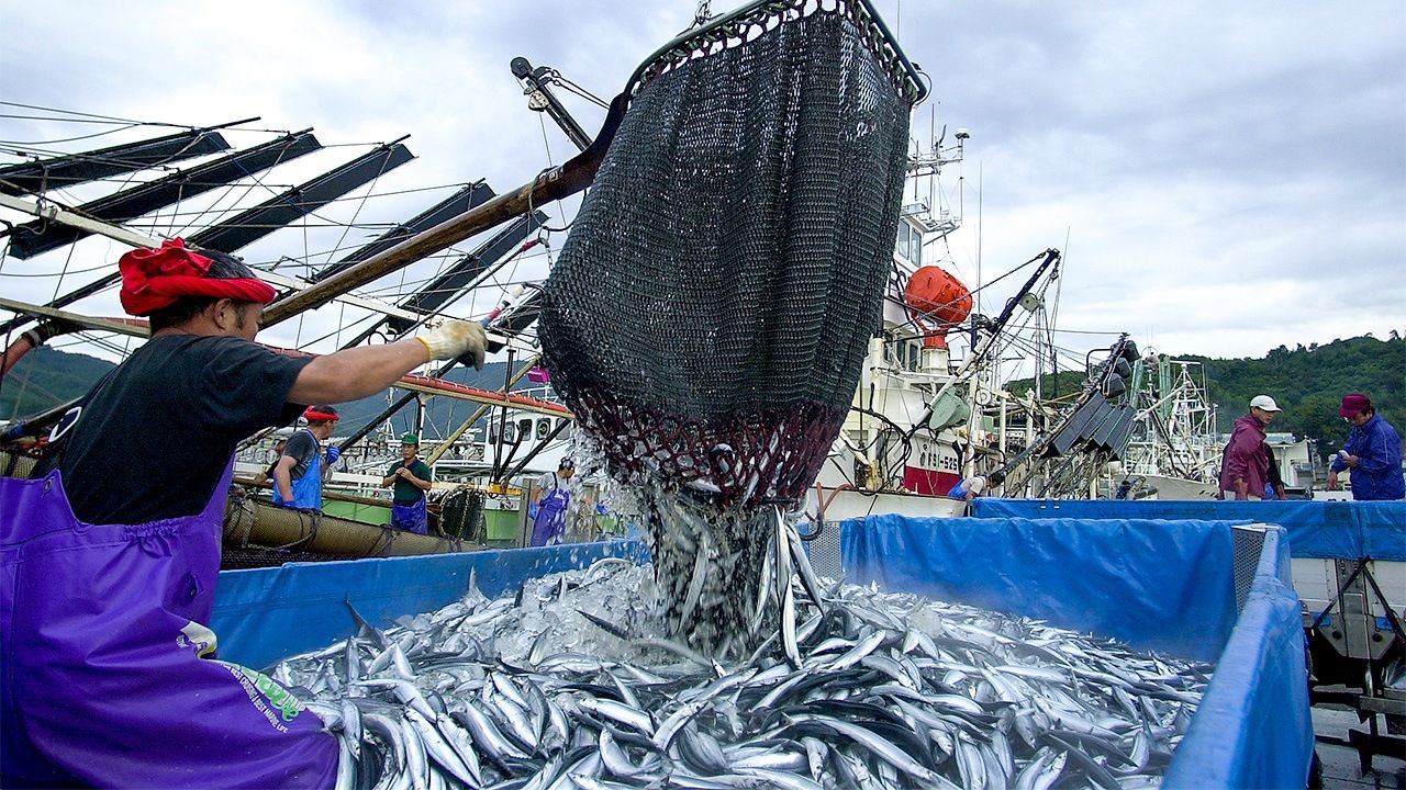 Japan's 2019 Pacific Saury Haul Lowest on Record | Nippon.com