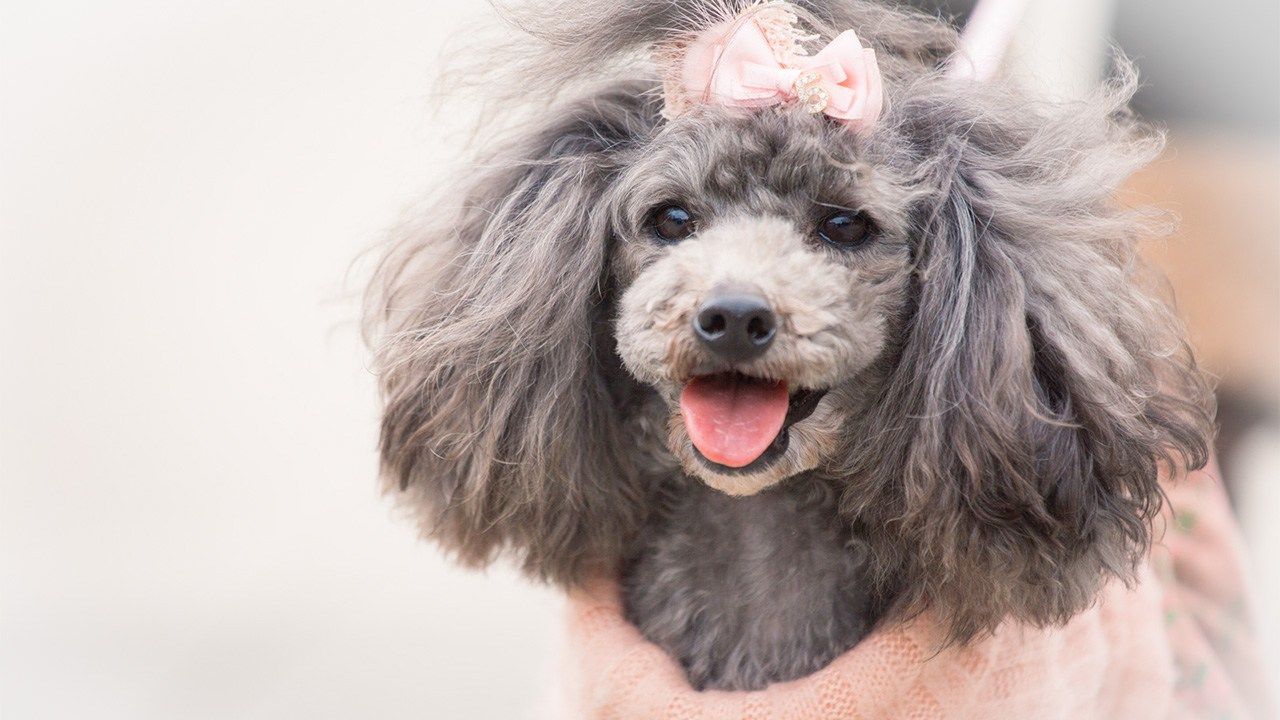 mini poodle and chihuahua mix