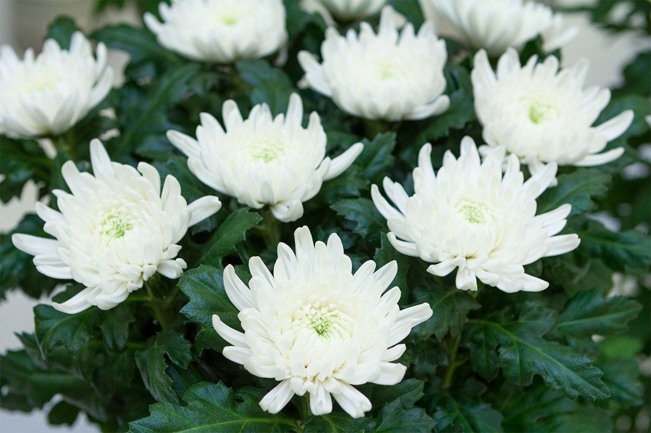 White chrysanthemums are a standard floral offering. (© Pixta)