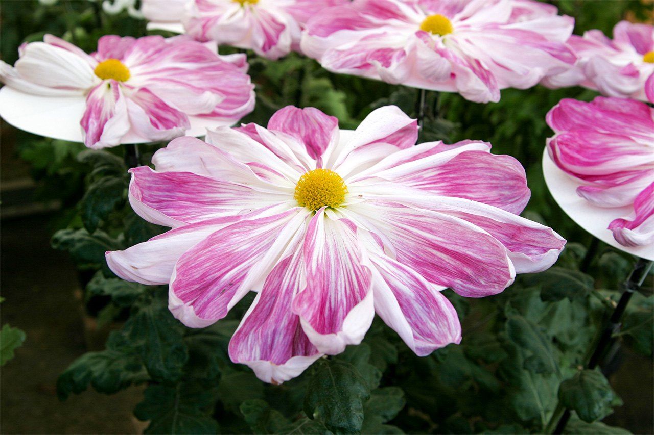 Ichimonji have flat blooms with hull-shaped petals. They are often called gomonshō-giku for their resemblance to the chrysanthemum of the Imperial Family crest. (© Pixta)