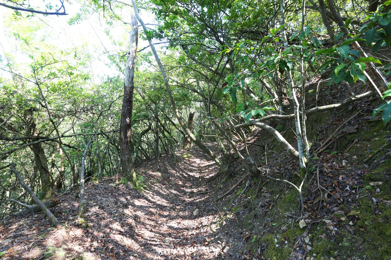 The remains of the tatebori at Sasanomaru Castle in Hyōgo Prefecture. (© Pixta)