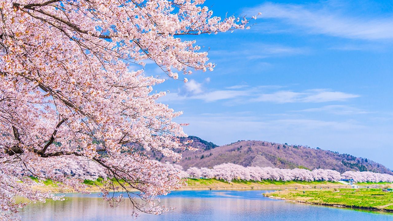 Cherry Blossom Tree or Sakura - Visit Japan in Spring 2024 and