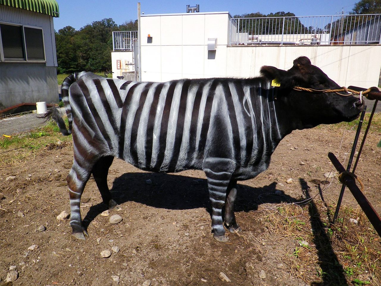 One of the black cattle with white stripes used in the experiment. Photograph taken in 2017. (© Aichi Agricultural Research Center)