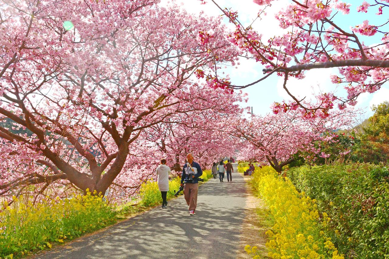 (© Minamiizu Town Tourism Association)