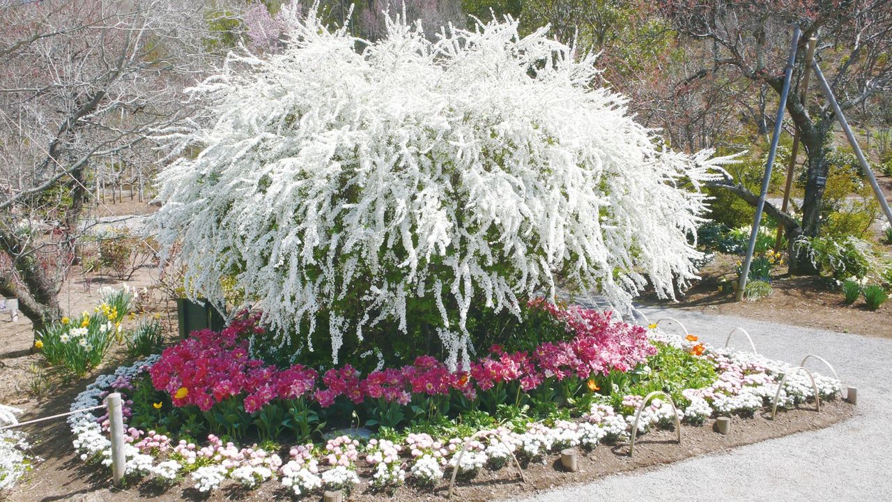 (© Ashikaga Flower Park)