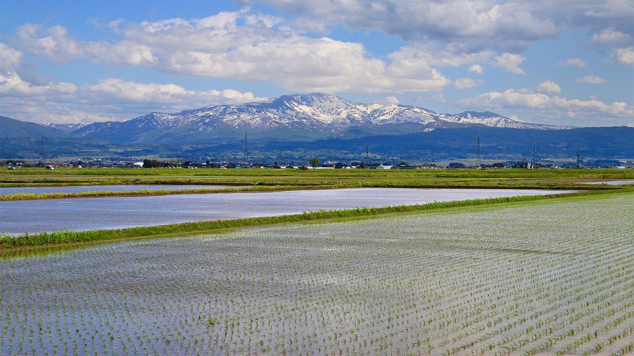 Koshihikari Rice Empire s Dominance Threatened By Gradual Decline In 