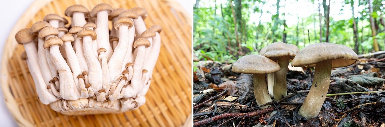 Farmed varieties, left, are smaller than wild varieties, such these hatake-shimeji. (Banner photo: An assortment of popular mushrooms. All photos © Pixta.)