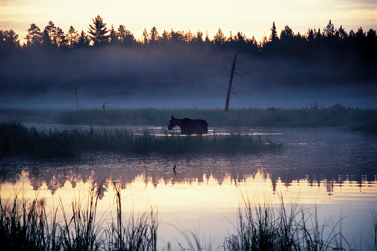 Moose in the morning mists. (2000)