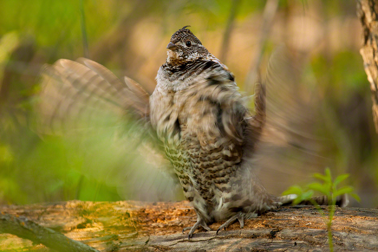 A ruffed grouse drumming its wings on a fallen log. (2010)