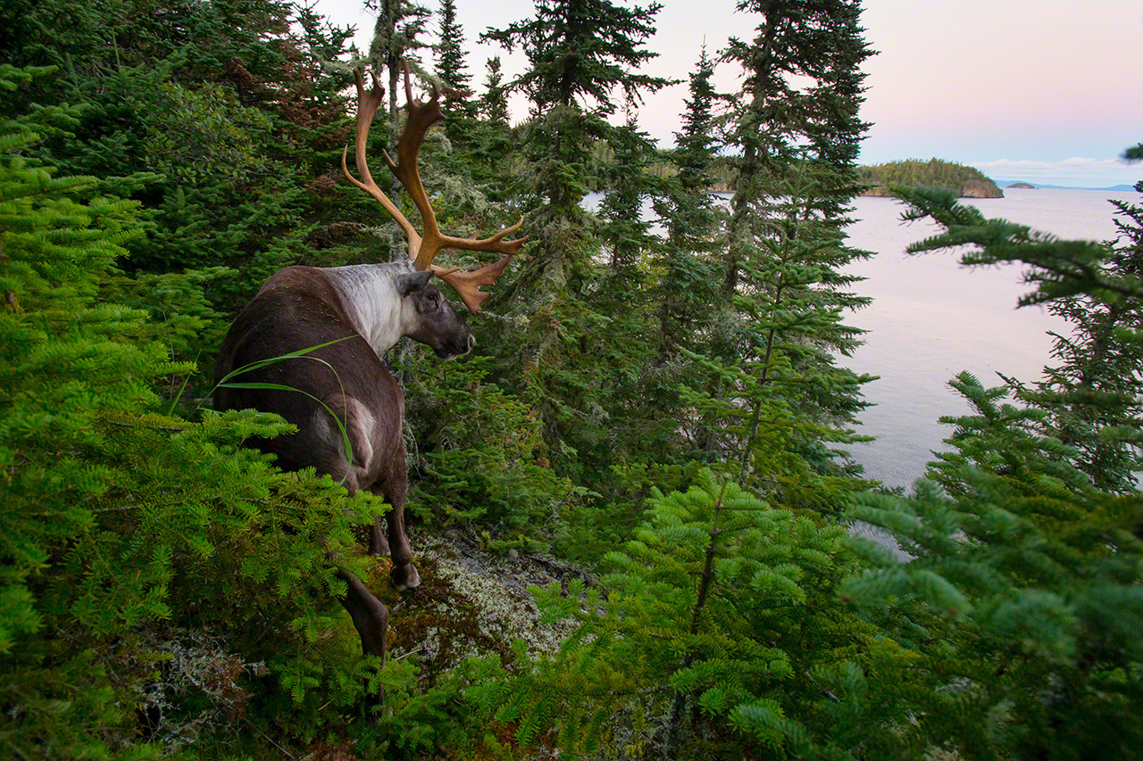  A woodland caribou gazing down from the heights. (2013)