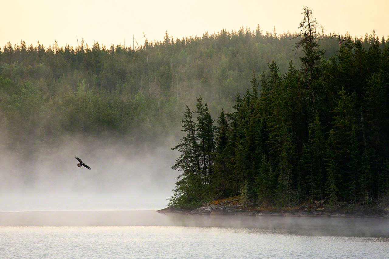 A juvenile bald eagle dancing in the morning lake mists. (2018)