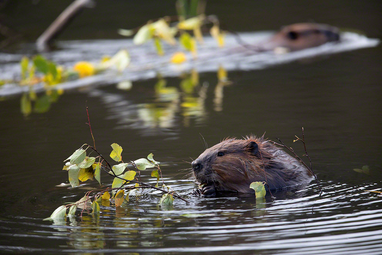 A beaver busy getting ready for winter. (2019)