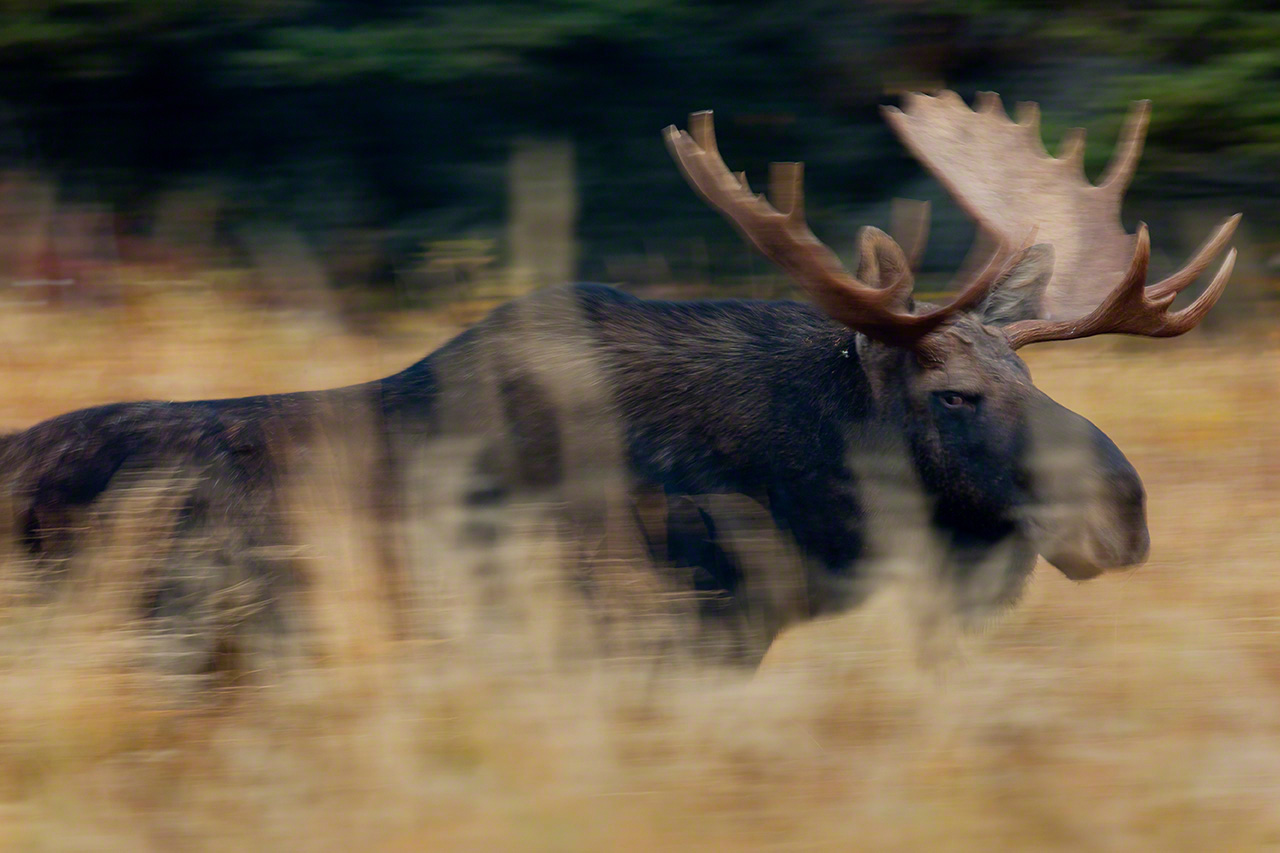 A bull moose called close by my imitation of a cow’s call. (2011)