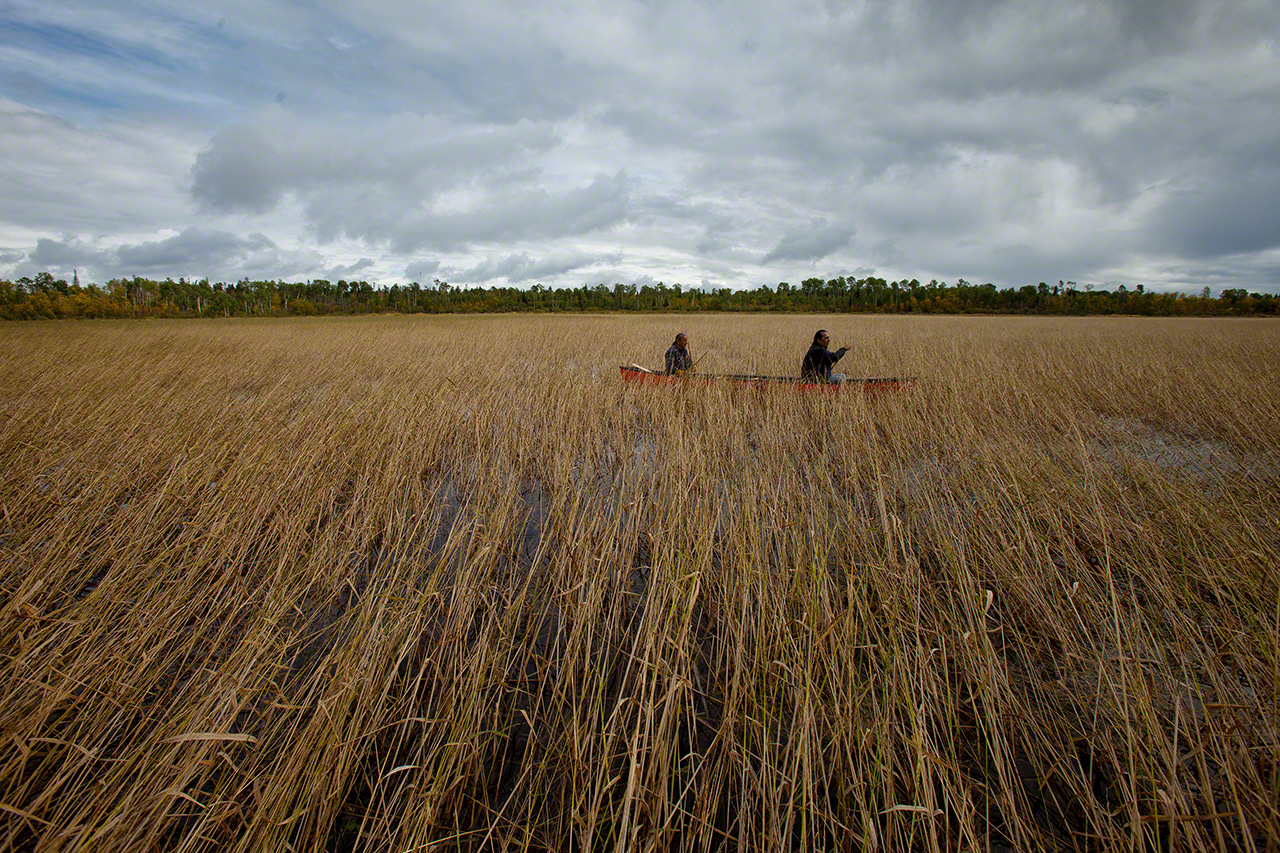 Harvesting wild rice, or manoomin. (2012)