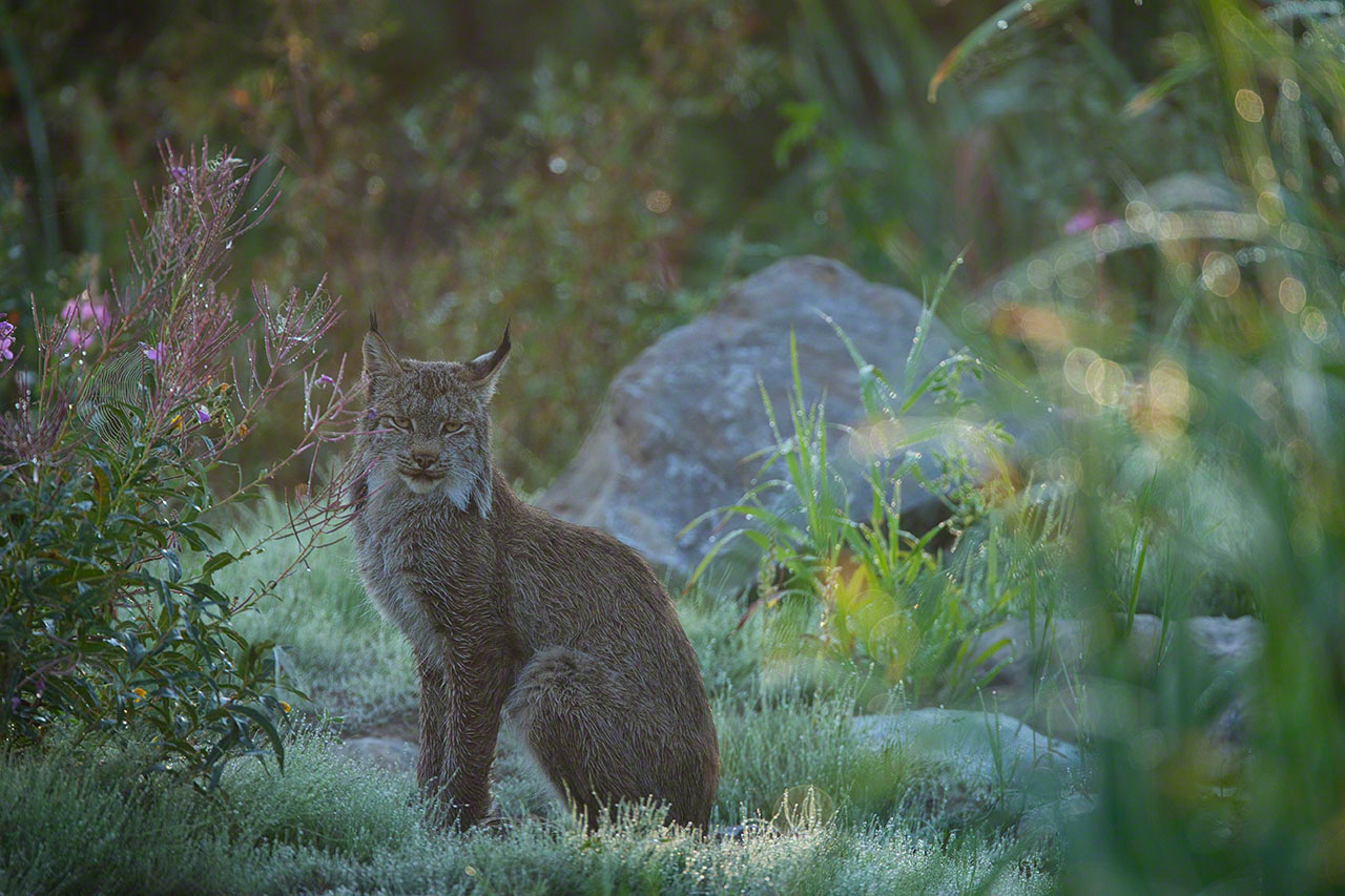 A Canadian lynx sits by a fireweed plant. (2010)