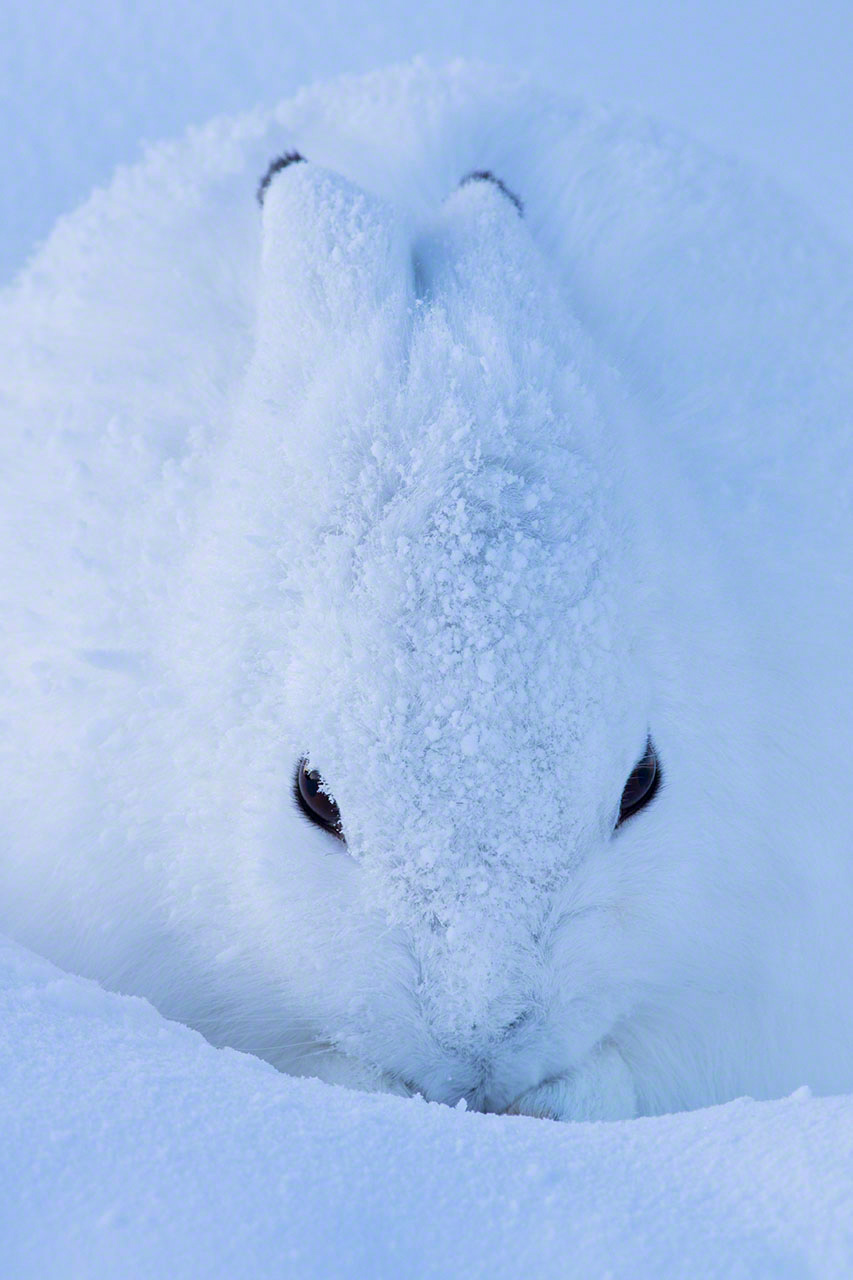 An arctic hare in its winter fur. (2015)