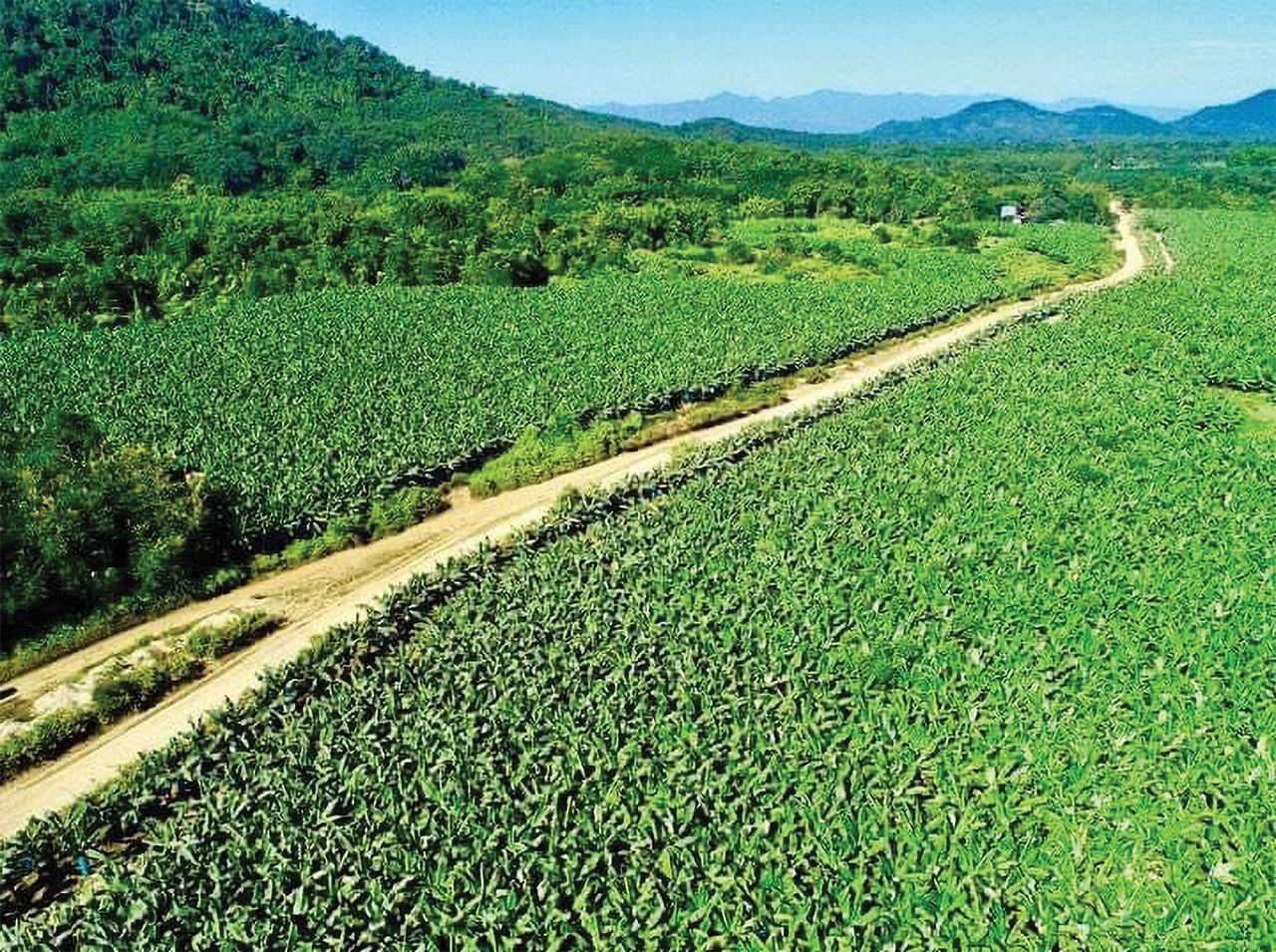 An expanse of banana plantation in Kachin. (Courtesy Myitkyina News Journal)