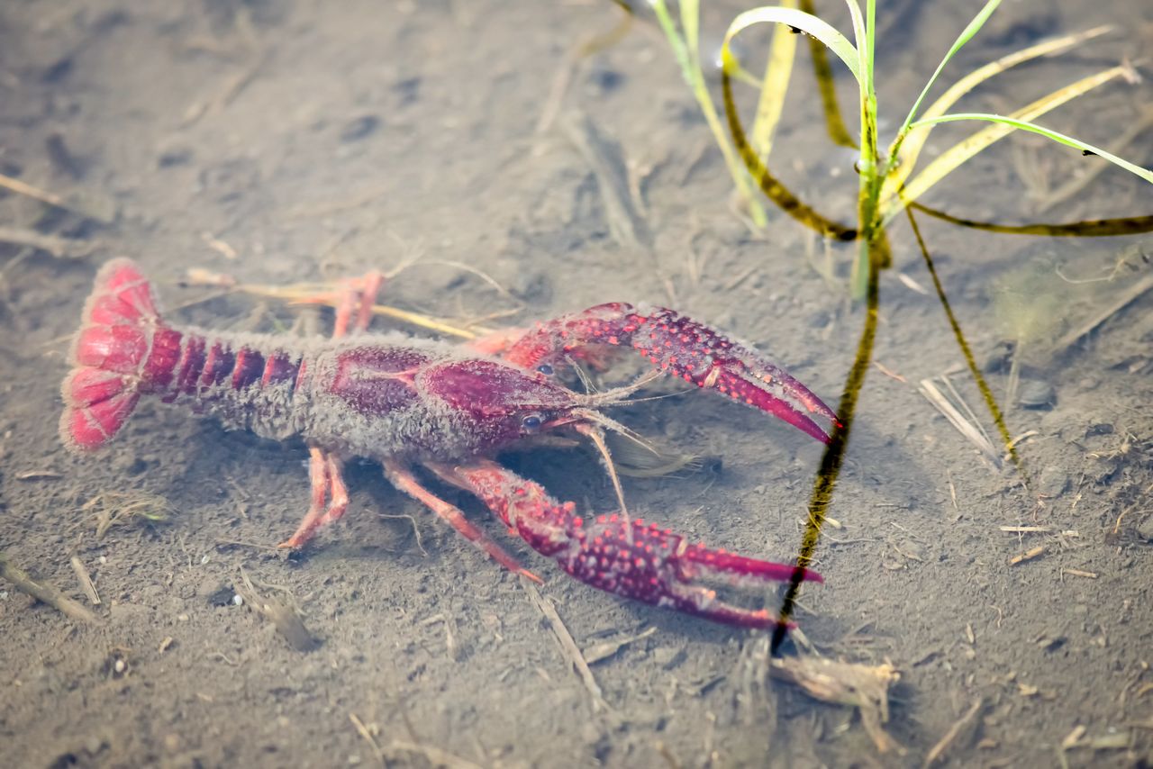 American crayfish chop up water plants with their pincers. (© Pixta)