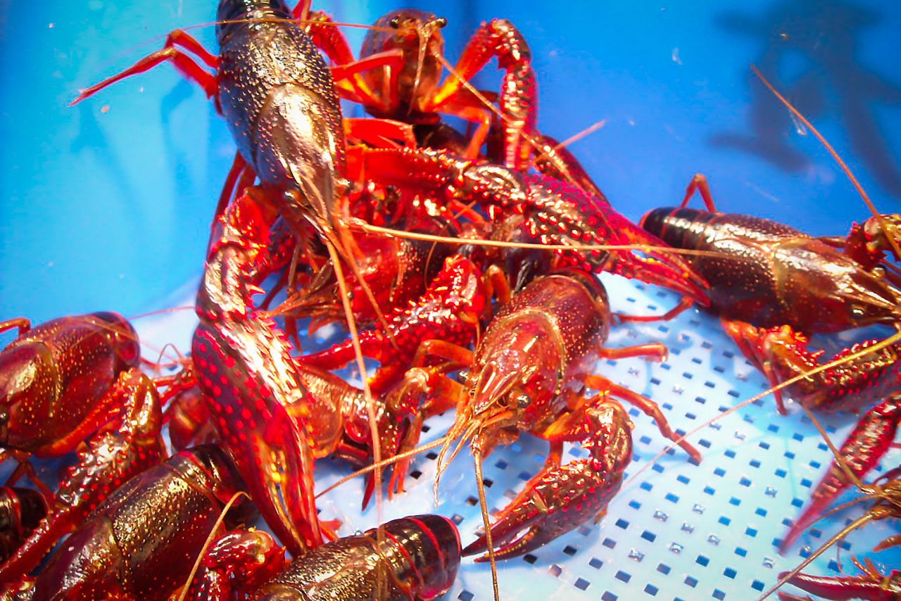 In 2009, American crayfish wholesaled for ¥2,000 per kilogram at the Tsukiji market. (© Kawamoto Daigo)