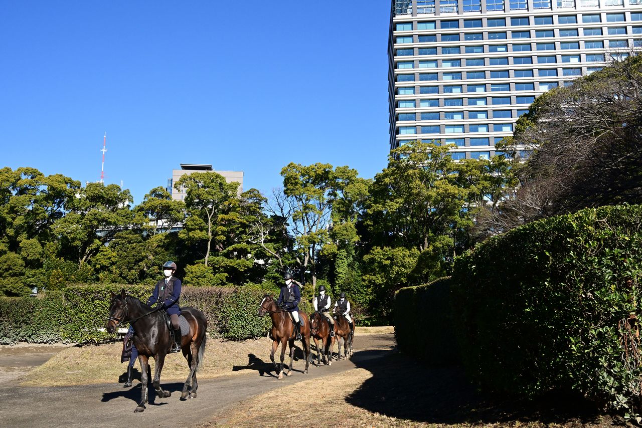 The horses go from the stables to the training arena in a single file. The office buildings of Marunouchi rise up behind the cluster of trees.