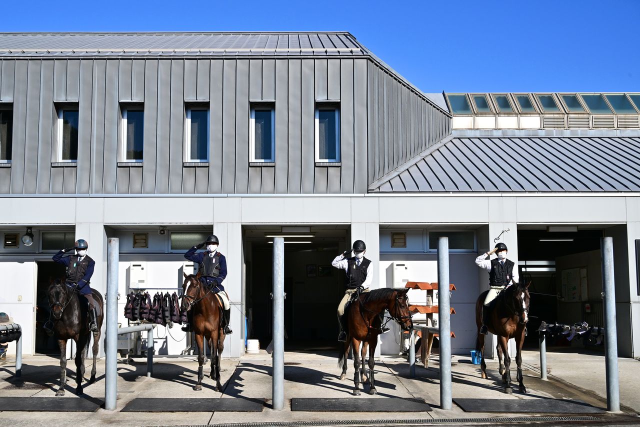 Shōyū, second from the left, lines up with other horses in front of the stables after training.