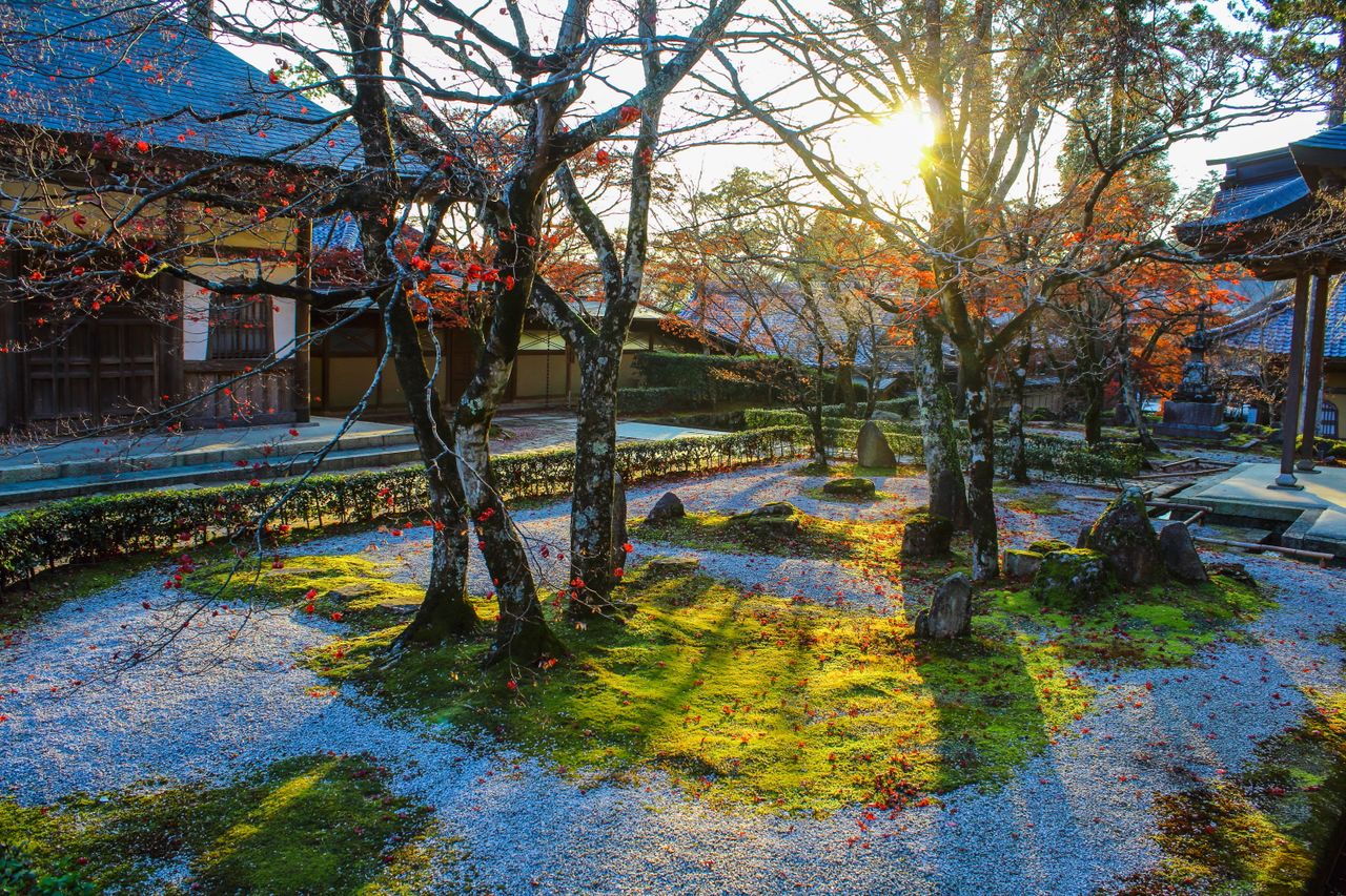Moss features prominently in the garden at Zen temple Eigenji in Shiga Prefecture.