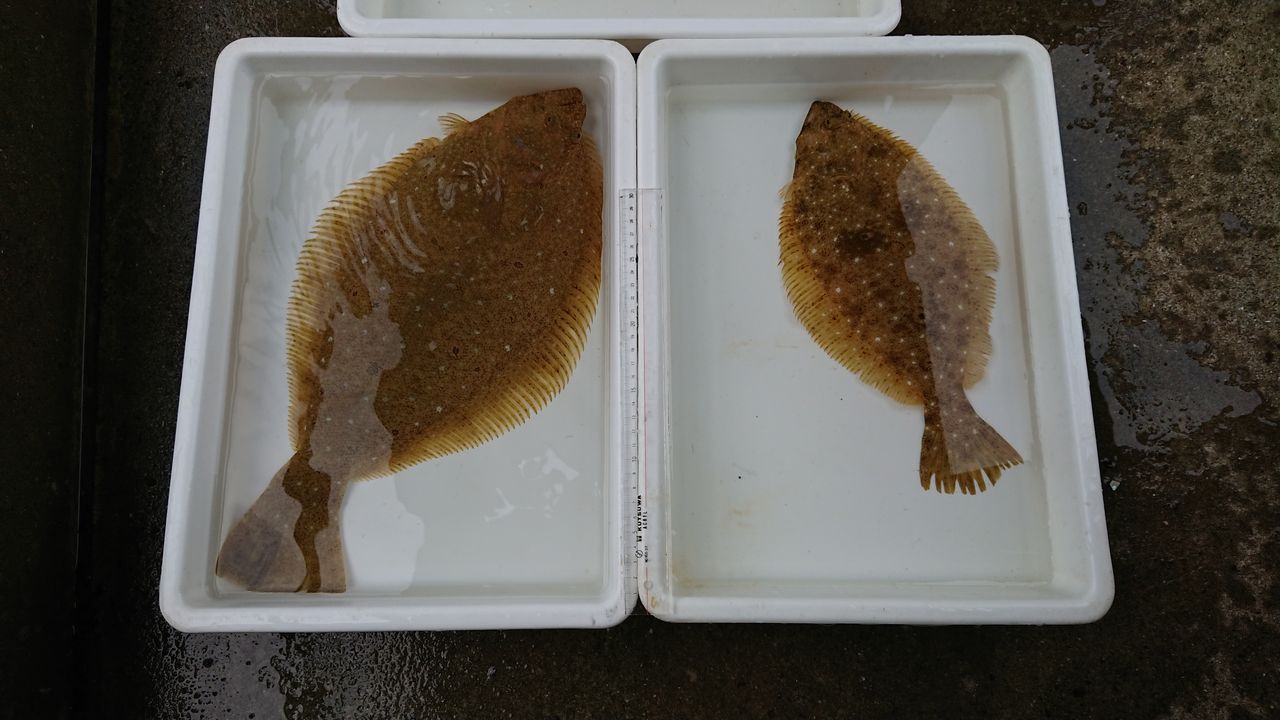 A Japanese flounder farmed under green lighting (left) versus conventional lighting. (Courtesy Ōita Prefectural Agriculture, Forestry, and Fisheries Research Center)