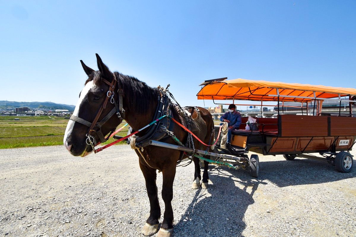 Agile, a five-year-old gelding, provides our ride to the boat launch. (© Nippon.com)