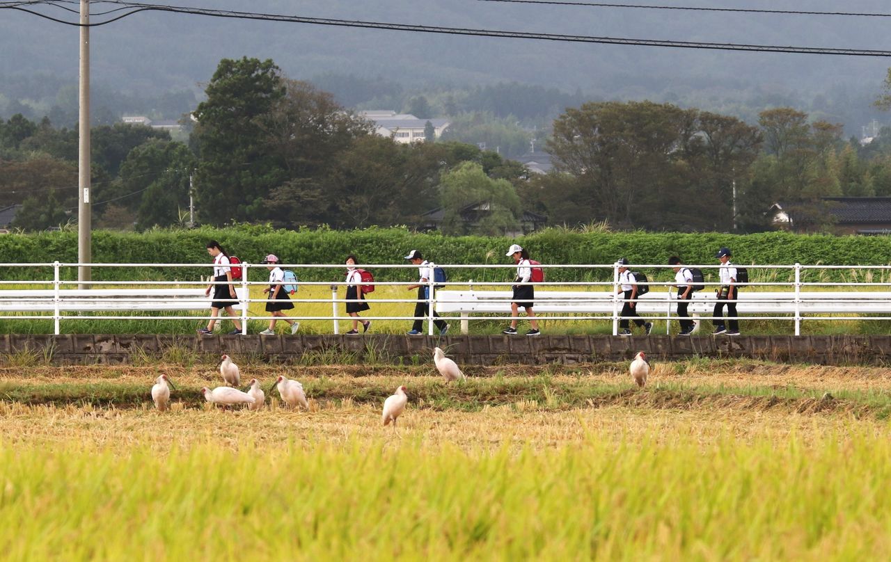 Elementary school students on Sado walk past a rice field where crested ibises are foraging in September 2020. (Courtesy of Tsuchiya Masaoki, chair of the conservation group Sado Toki Hogokai)