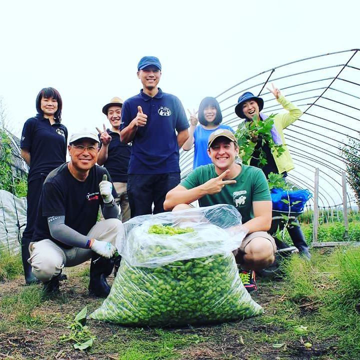 Local residents help out during the hop harvest. “Only in Hirosaki!” says Burns. (Courtesy of Gareth Burns)