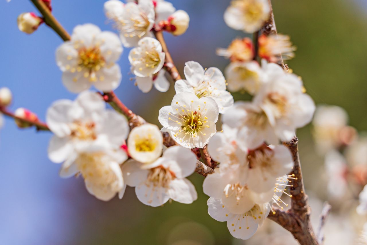 White plum blossoms.(© Pixta)