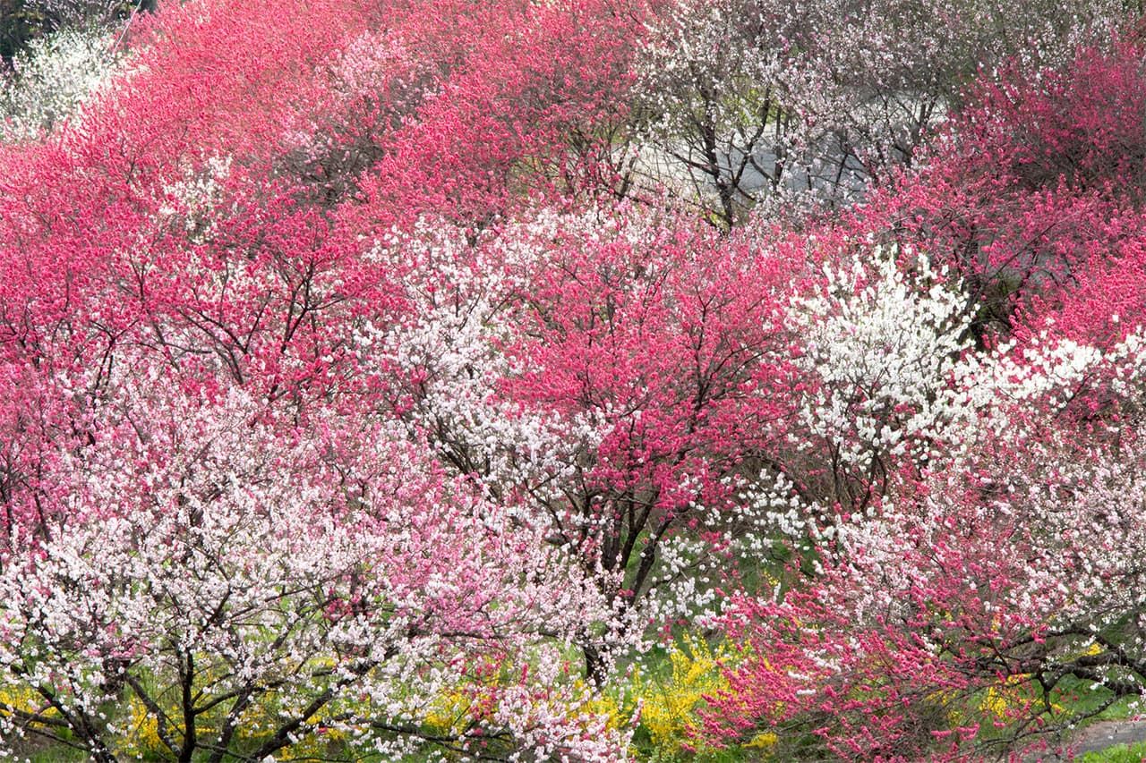 A “laughing” mountain in bloom. (© Pixta)