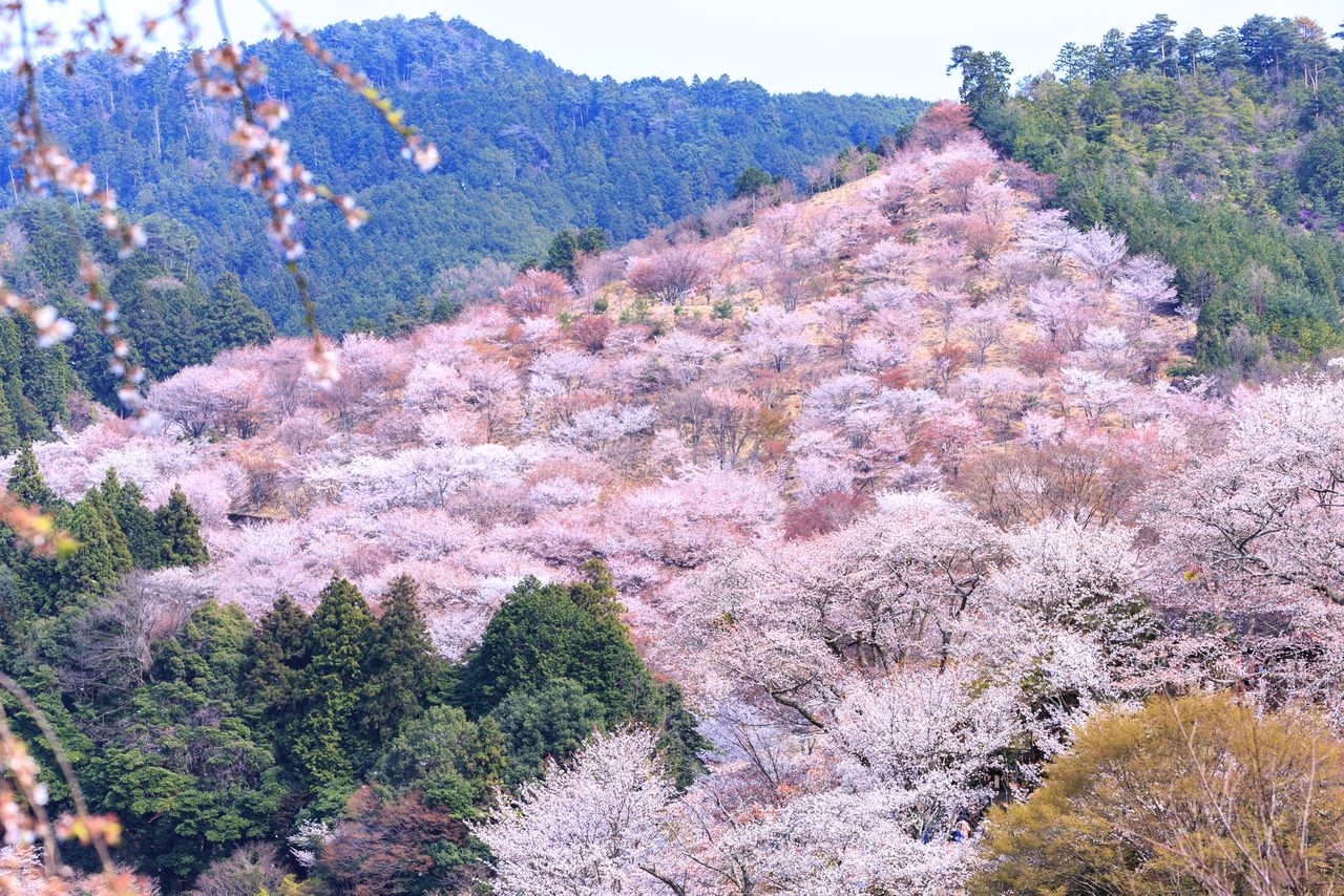 Mountain cherry blossoms at Nakasenbon, mid-way up Mount Yoshino, in Nara Prefecture. (© Pixta)