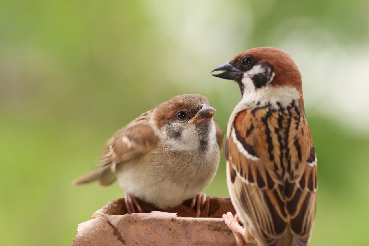 A mother sparrow and her chick. (© Pixta)