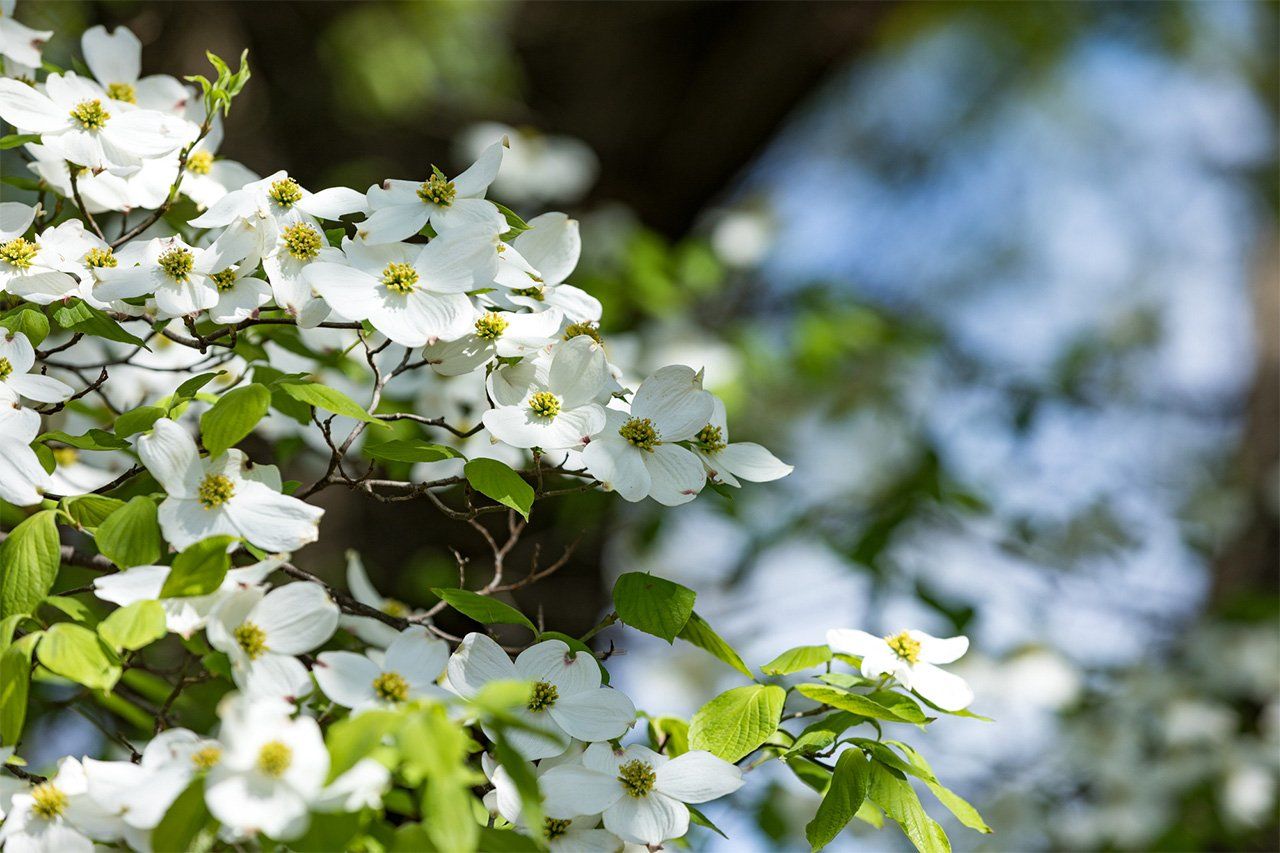 Flowering dogwood. (© Pixta)