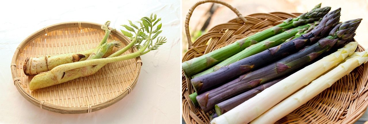 Udo (left) and three types of asparagus: green, white, and purple. (© Pixta)