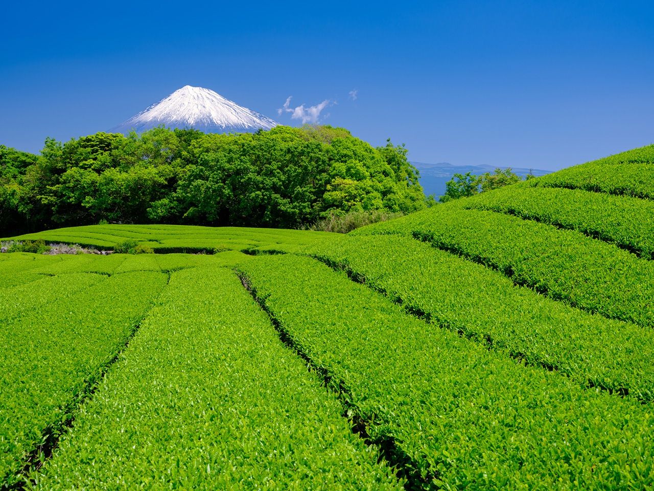 Tea plantations in Shizuoka Prefecture with Mount Fuji in the background. (© Pixta)