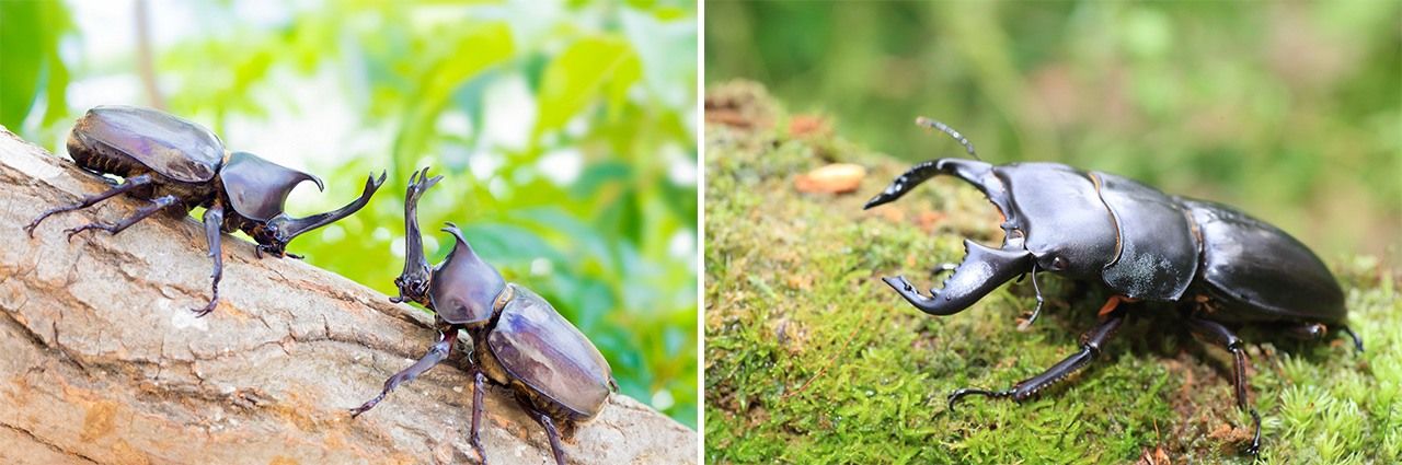 Rhinoceros beetles (left) and a stag beetle. (© Pixta)