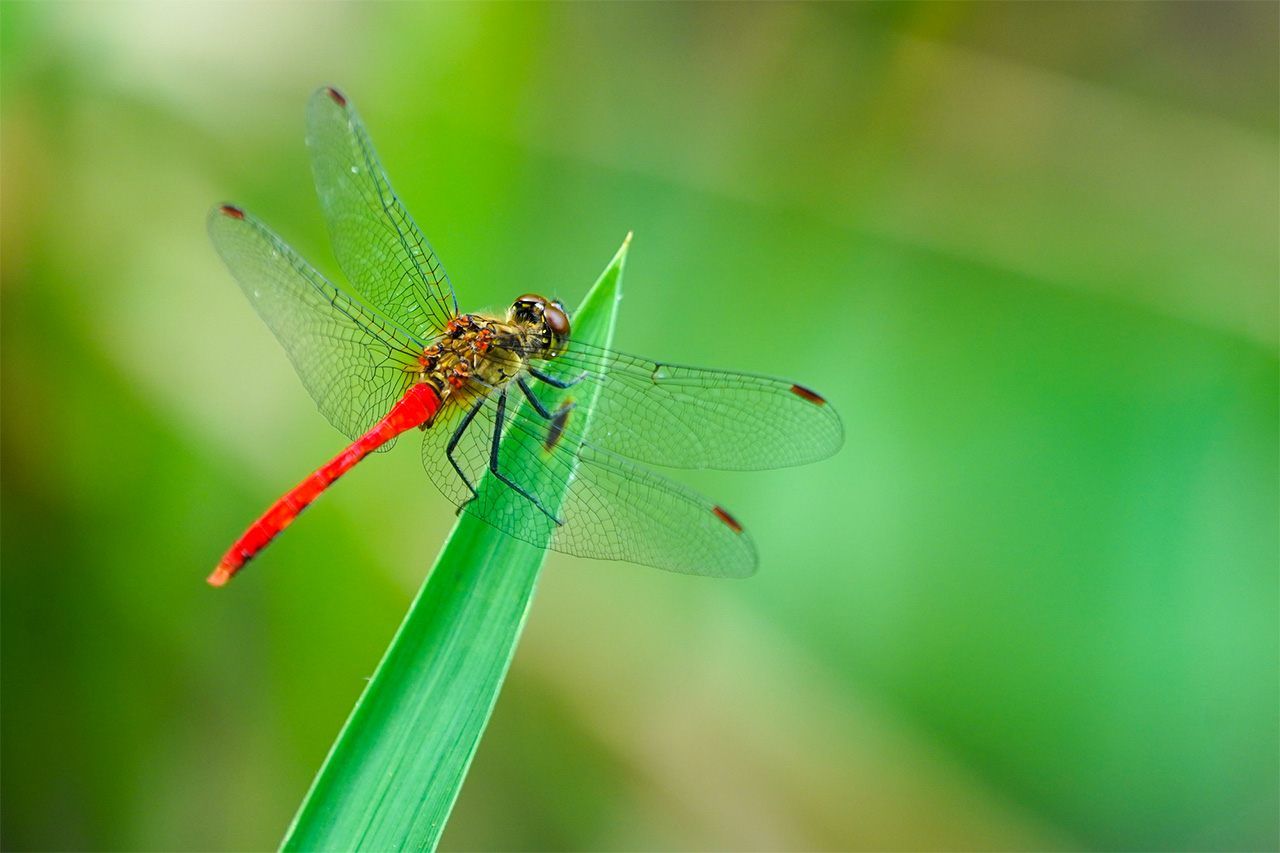 A red dragonfly. (© Pixta)