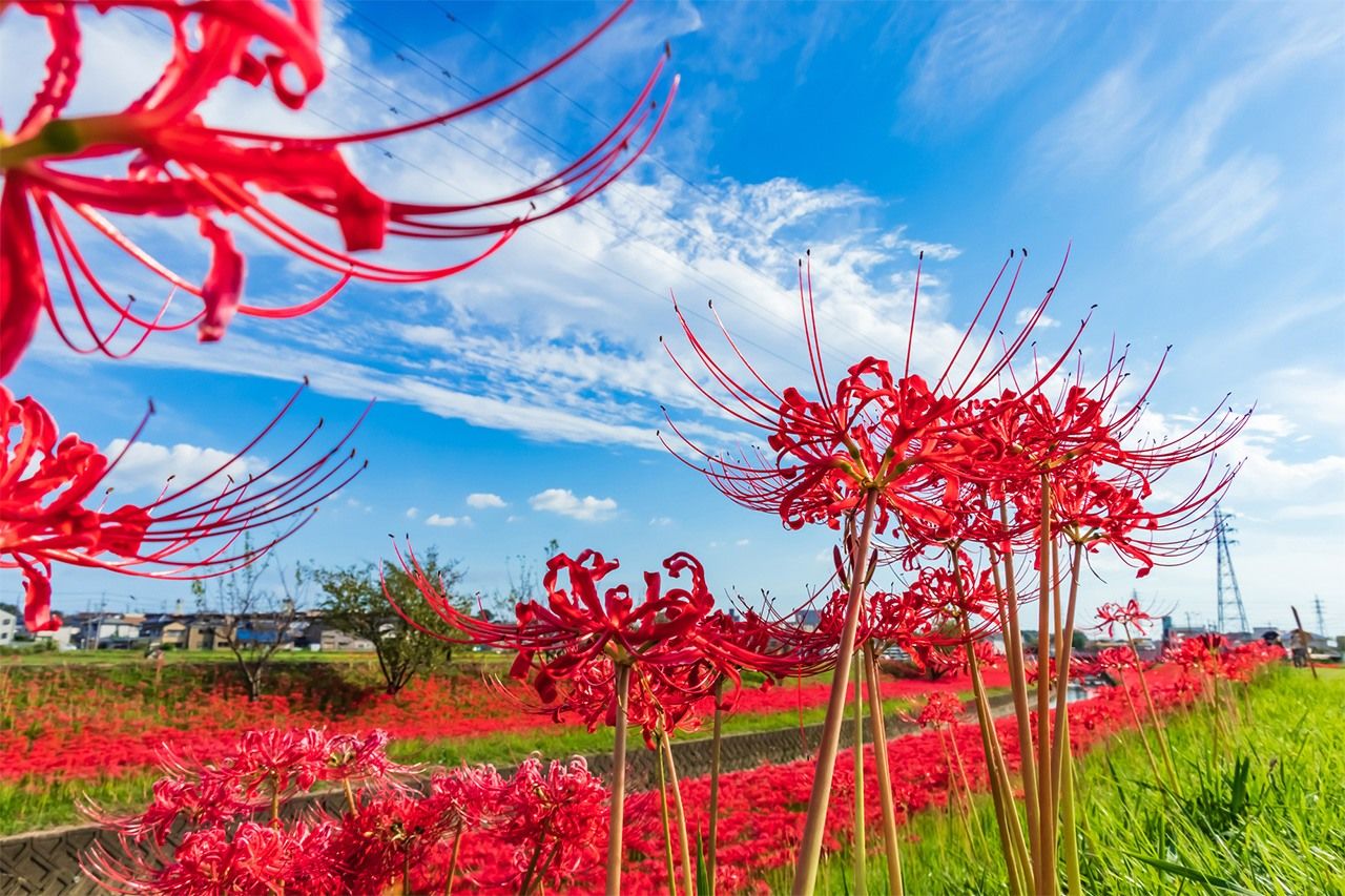 Higanbana (red spider lilies). (© Pixta)