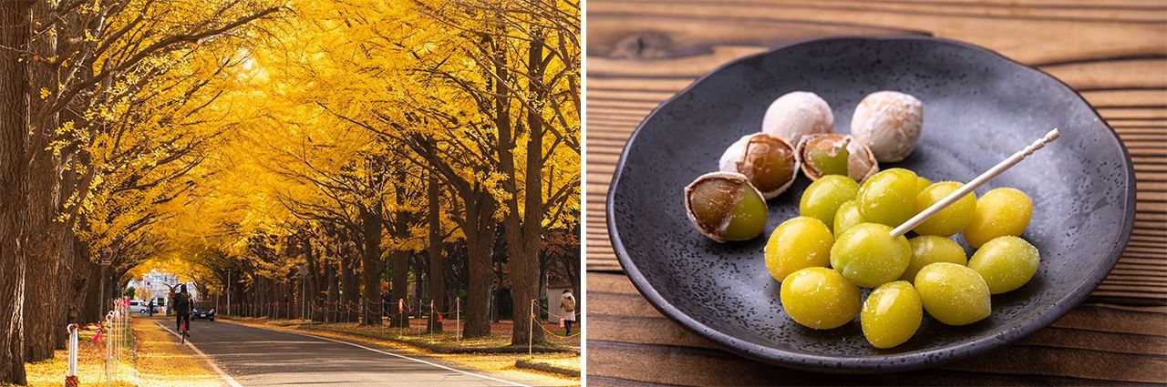 Ginkgo-lined avenue (left); roasted ginkgo nuts. (© Pixta)