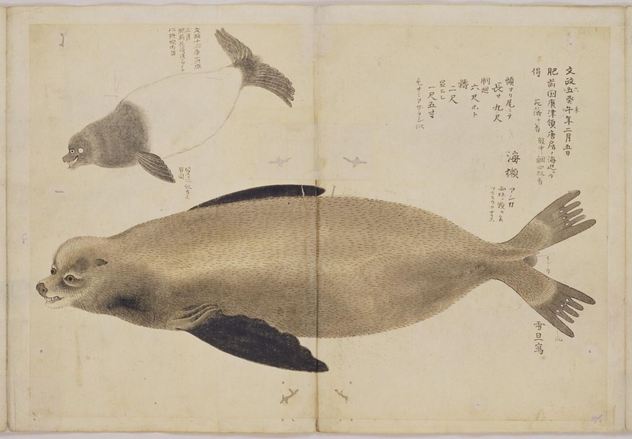 An 1822 drawing of a Japanese sea lion by Hasegawa Settan based on a specimen that washed ashore in what is now Karatsu, Saga Prefecture. (Courtesy of the National Archives of Japan)