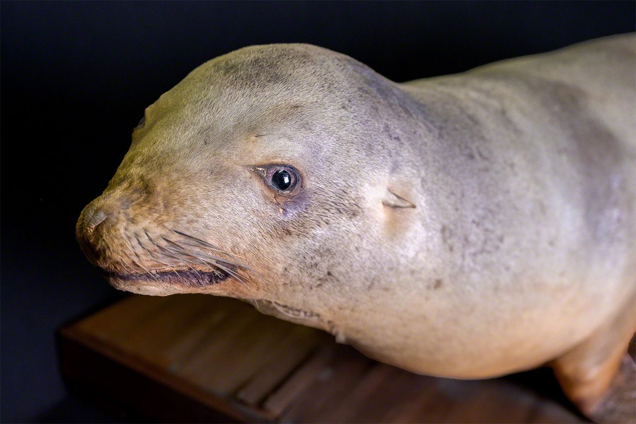The Japanese sea lion has a kind face, but when photographing the specimen, the scars left by the taxidermist come to the forefront, giving the creature with what appears to be a sad, pained expression. (© Hayashi Michiko)