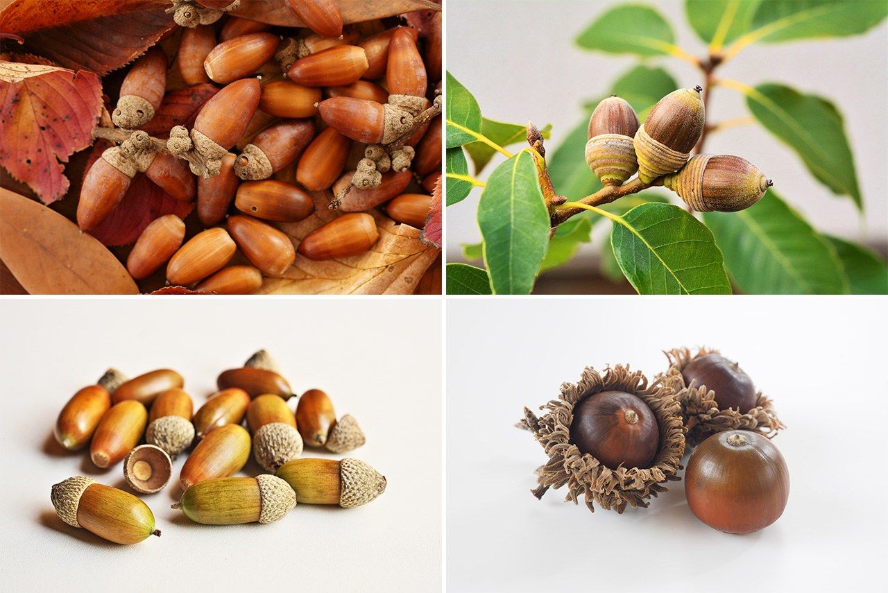 Clockwise from top-left: acorns of the shii (chinkapin), shirakashi (bamboo-leaved oak), kunugi (sawtooth oak), and konara (jolcham oak). (© Pixta)