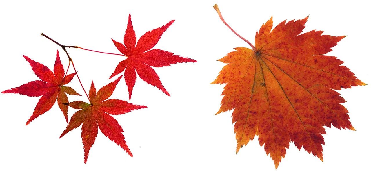 Leaves of iroha momiji (left); hauchiwa kaede. (© Pixta)