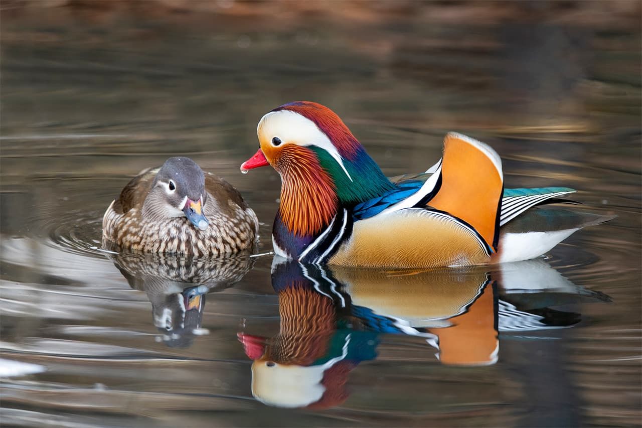 Mandarin ducks. (© Pixta)
