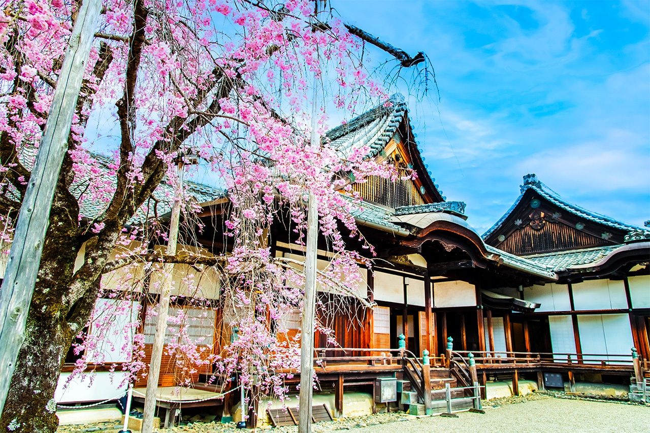 Daigoji, famous as the site of Hideyoshi’s cherry blossom party, is inscribed on the UNESCO World Heritage list as part of the Historic Monuments of Ancient Kyoto. The photograph shows Sanbōin at Daigoji with cherry blossoms in full bloom. (© Pixta)