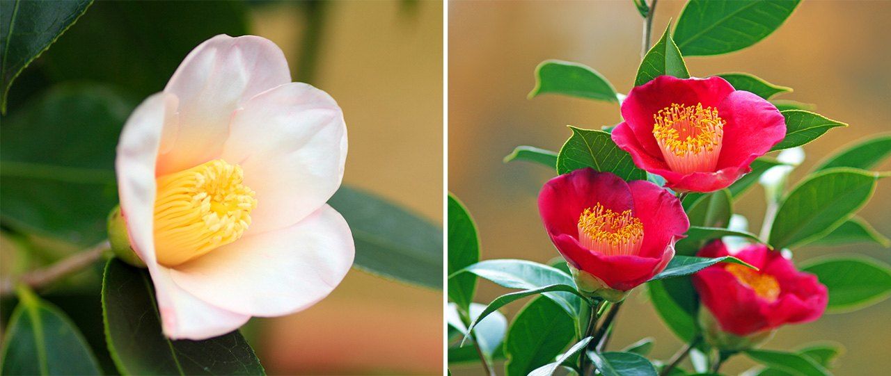 Shiro-wabisuke, a favorite flower for decorating a tearoom (left); winter camellia. (© Pixta)